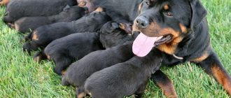 Одышка у собаки после родов