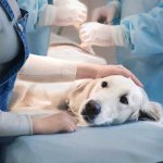 The danger of internal blood loss in a dog