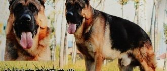 Description of the Chinese Shepherd breed, character and maintenance of the dog, features of education.