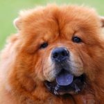 Описание породы собак с синим или фиолетовым языком (чау чау)