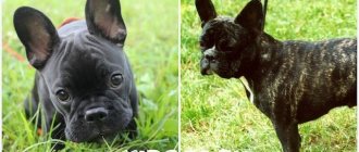 Description of the French Bulldog breed standard, weight and height, deviations from the norm, acceptable color, dog health.