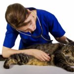 Brain tumor in a cat: treatment and care