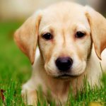 Опухоль молочной железы у собаки (рак): диагностика и как лечить, сколько с этим живут