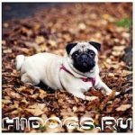 The main disadvantages and advantages of pugs, characteristics of the breed, features of upbringing and maintenance.