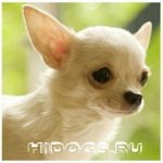 Features and character of the Chihuahua breed, history, education, choice of puppy