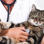 Features of gastric lavage for cats at home
