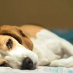 Pulmonary edema in dogs