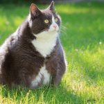 Obesity in cats