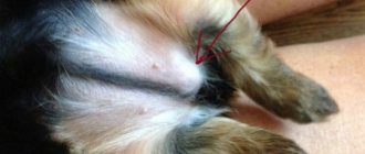inguinal hernia in a dog after surgery