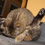 Параанальные железы у кошек. Лечение воспаления читайте статью