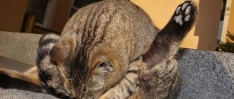 Параанальные железы у кошек. Лечение воспаления читайте статью