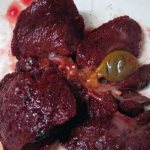 Dog liver infected with adenovirus