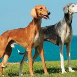 Persian Greyhound dog photos