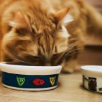 Питание кошки при гастрите