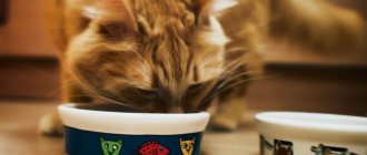 Cat food for gastritis