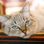 Kidney failure in cats