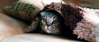 Why does your cat wake you up in the morning, and how can you wean it from this habit?