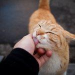 Почему кошка лижет руки: 6 причин поведения питомца
