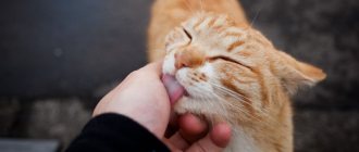 Why does a cat lick his hands: 6 reasons for your pet&#39;s behavior