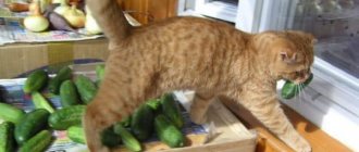 Why cats are afraid of cucumbers read the article