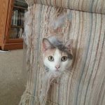 Почему кошки царапают мебель и другие поверхности в доме