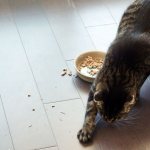 Почему кошки закапывают еду