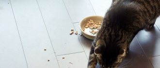 Why do cats bury food?