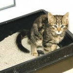 Why does a cat pee in the litter box and poop next to it? Read the article