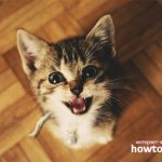 Почему котенок мяукает когда ходит в туалет? - ZdavNews