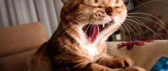 Why do cats yawn?