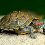 почему не ест красноухая черепаха