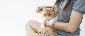 Почему нельзя целовать кошек - заболевание которыми можно заразится