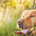 почему собака высовывает язык