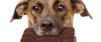 Why dogs can&#39;t have chocolate