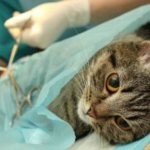 Почему стерилизованная кошка просит кота