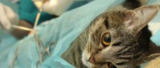 Почему стерилизованная кошка просит кота