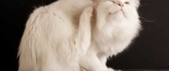 Почему у кошки болячки и коросты на шее и голове, отчего она постоянно чешется? Советы по лечению зуда
