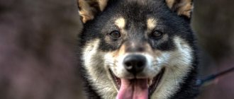 почему у собаки белый язык