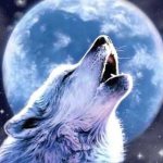 Почему воют собаки и волки на луну? Собака - журнал о собаках