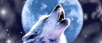Why do dogs and wolves howl at the moon? Dog - magazine about dogs 