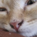 Почему возникают корочки на носу у котов