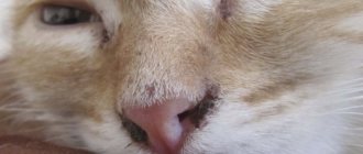 Why do crusts appear on the nose of cats?