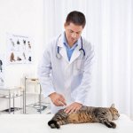 Подробно о химической стерилизацит кошек
