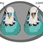 пол волнистых попугаев 3