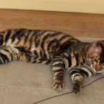Полосатые породы кошек - список, характеристика и фото 2
