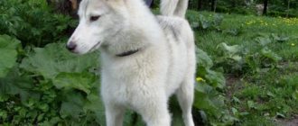 A cross between a husky and a malamute. How to distinguish a husky from a malamute.