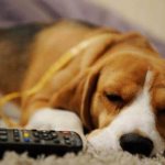 Понос у собаки: что делать, лечение диареи в домашних условиях