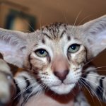 Порода кошек с большими ушами и вытянутой мордой Как называется