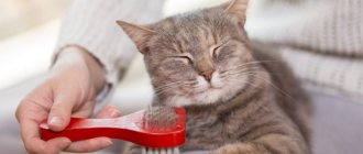 Порода кошки из рекламы Вискас — Кот Обормот