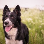 border collie breed pictures